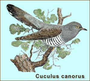Обыкновенная кукушка - Cuculus canorus