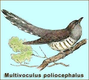 Малая кукушка - Multivoculus poliocephalus
