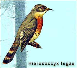 Ширококрылая кукушка - Hierococcyx fugax