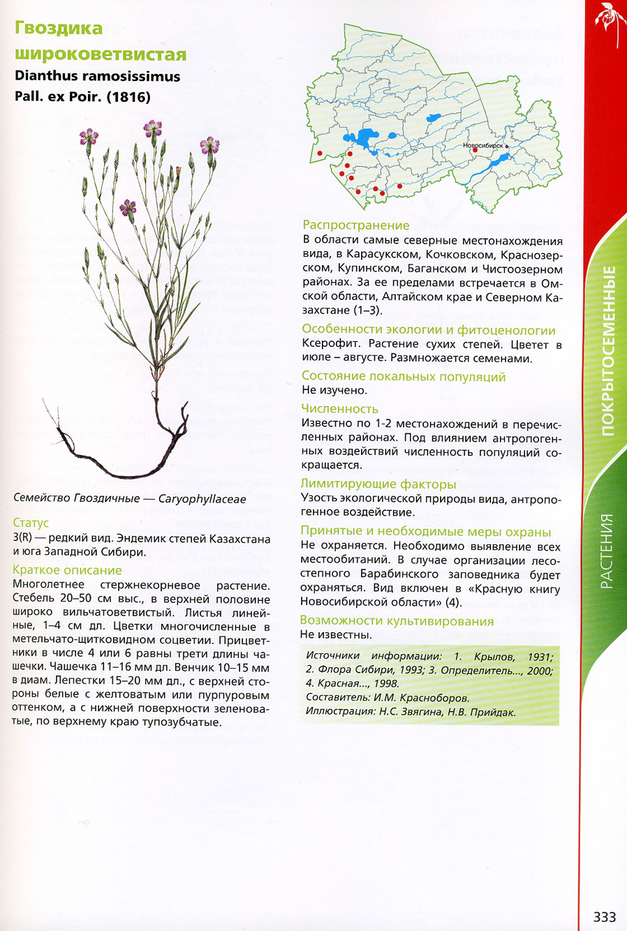 Гвоздика широковетвистая — Dianthus ramosissimus