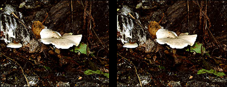 Вешенка обыкновенная - Pleurotus ostreatus