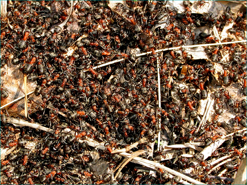 Сонник муравьи много. Рыжий Лесной муравей Муравейник. Муравейник рыжих лесных муравьёв. Рыжий Лесной муравей матка. Муравейник красных муравьев лесных.