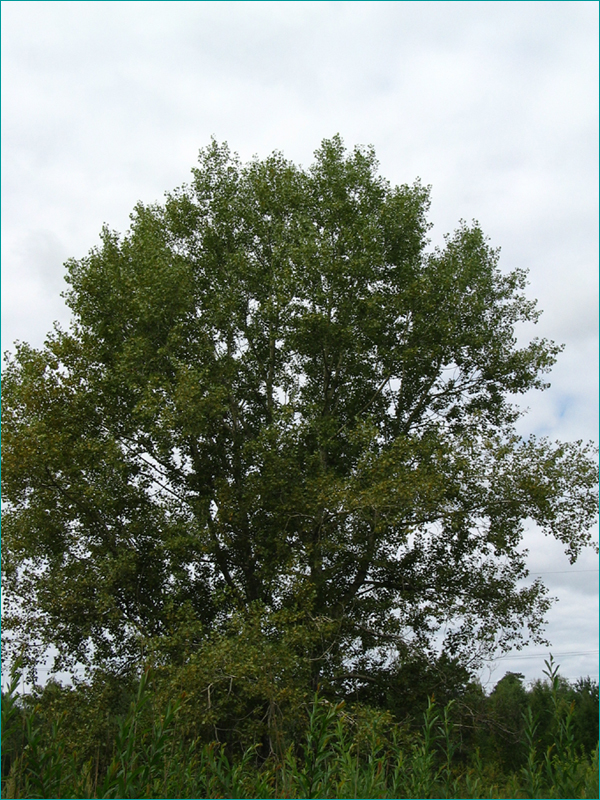 Гудели черные тополя и хотя. Populus nigra l. – Тополь чёрный. Тополь черный осокорь. Populus nigra почки. Тополь черный(Populus nigra) семена.