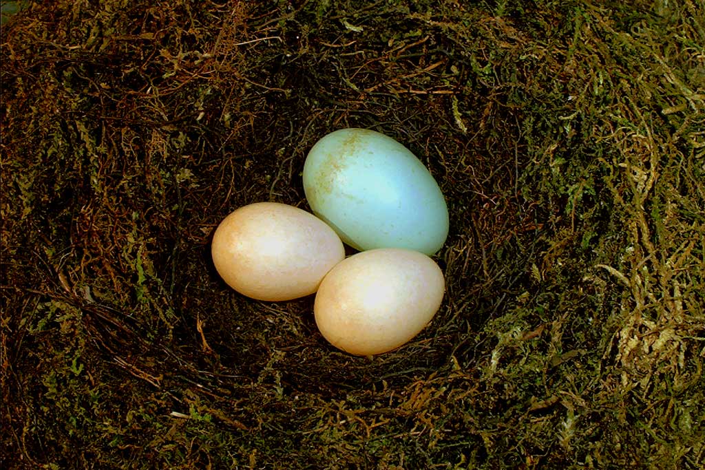 Какого цвета яйца птиц. Яйца кукушки. Кукушкино яйцо. Цвет яйца кукушки. Гнездо с яйцом кукушки.
