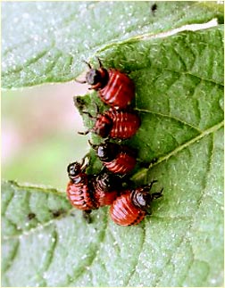 Личинки колорадского жука