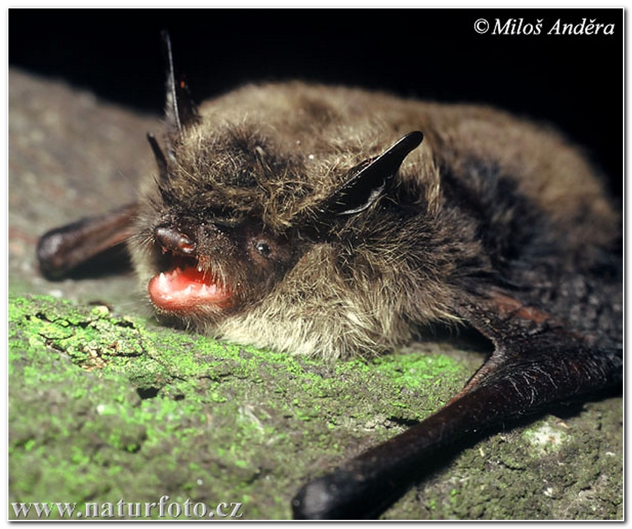 Myotis mystacinus Kuhl, 1817