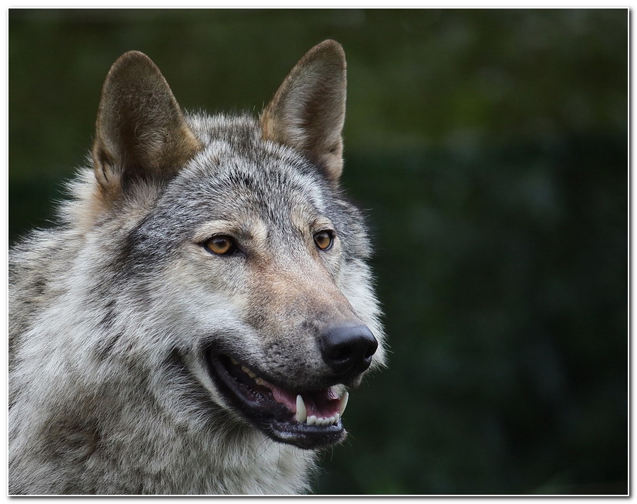 Волк поговори. Волк. Волк фото. Изображение волка. Красивая морда волка.