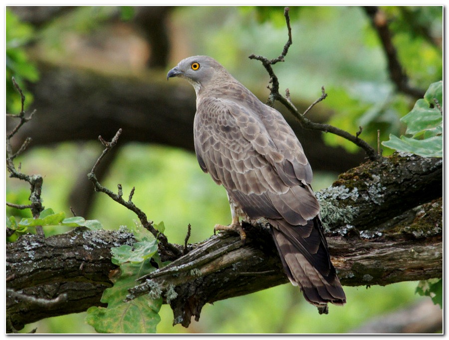 Пермские птицы фото с названиями. Осоед (Pernis apivorus). Черный осоед. Осоед или Pernis apivorus. Осоед белый.