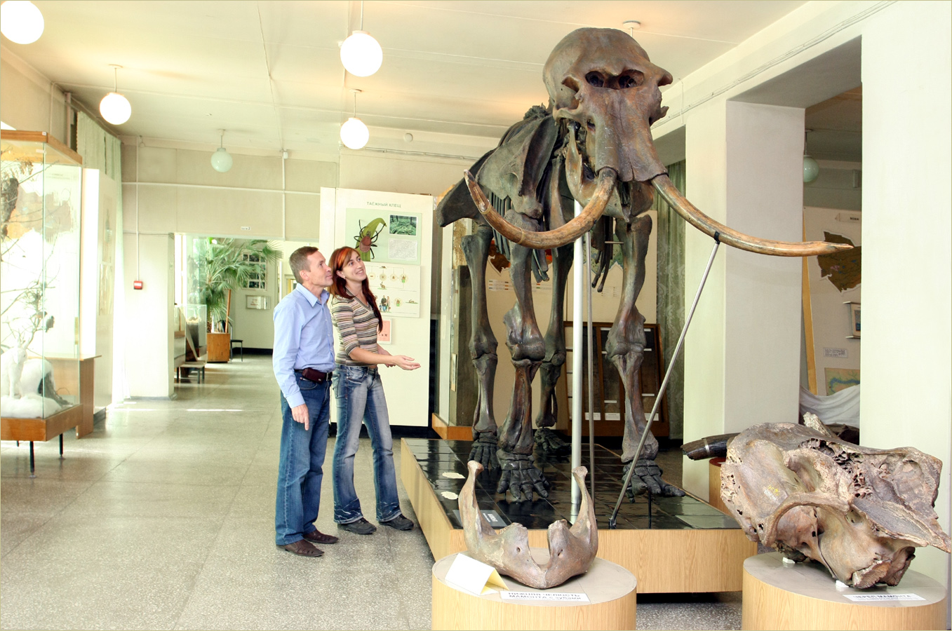 Краеведческий музей Новосибирск скелет мамонта