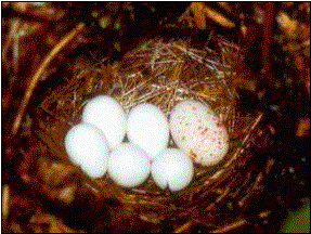 Гнездо светлоголовой пеночки с яйцом глухой кукушки