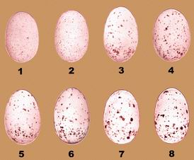 Яйца глухой кукушки из Южного Приморья