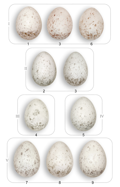 Яйца индийской кукушки Cuculus micropterus из гнёзд сибирского жулана Lanius cristatus