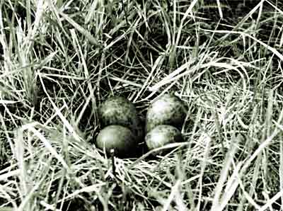 Гнездо большого веретенника