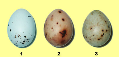 Основные окрасочные типы яиц зяблика и вьюрка