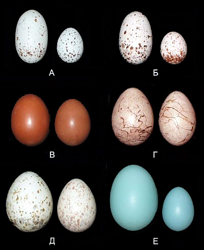 Comparison of Cuckoos eggs with eggs of rearing species from the southern Russian Far East.