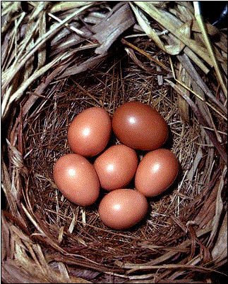 Кладка яиц короткокрылой камышевки с яйцом малой кукушки.
