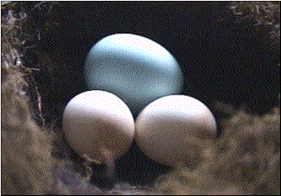 Яйцо ширококрылой кукушки в гнезде синей мухоловки.