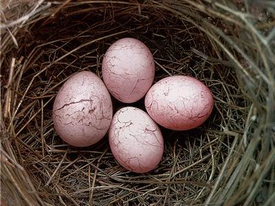 Гнездо Phragmaticola aedon с яйцом Cuculus canorus в Приморье.