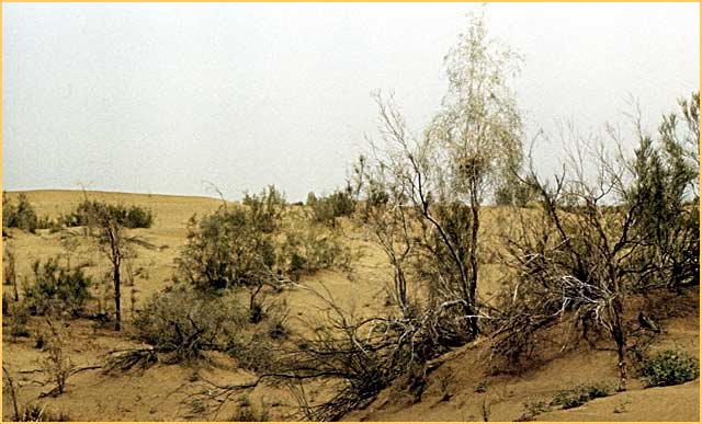 Репетекский заповедник. Гнездо пустынного воробья
- Passer zarudnyi Pleske, 1896 на песчаной акации.